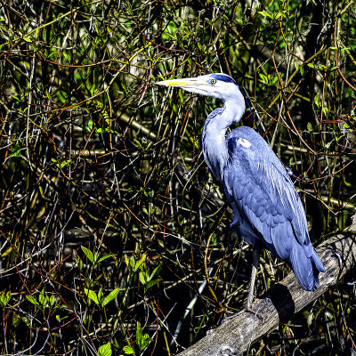 英国公园中的野生苍鹭(Ardea cinerea)