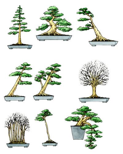 盆景。植物学