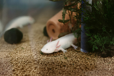 水族馆里的蝾螈。