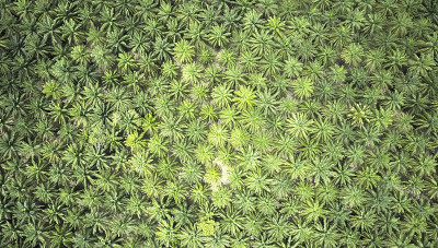 空中俯瞰:美丽的大棕榈树种植园生长在泰国。