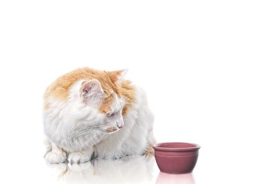 虎斑猫对红色食物盘子感到好奇。白色与复制空间隔离。