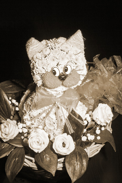 插花小猫