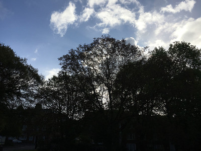 普通核桃树在2018年5月下旬开花