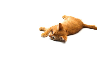 黄色小猫孤立在白色背景上