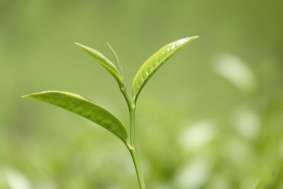 高原的绿茶嫩芽和嫩叶