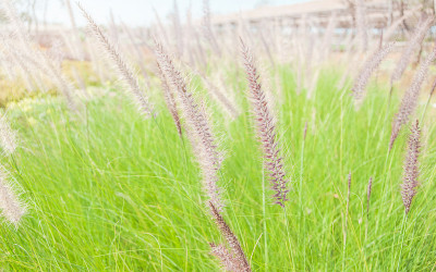 松鼠尾草田