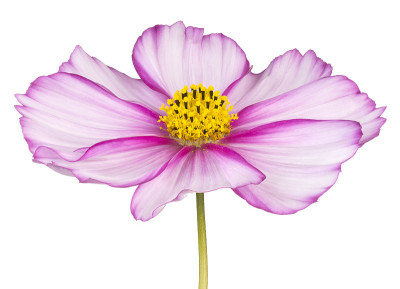 花孤立