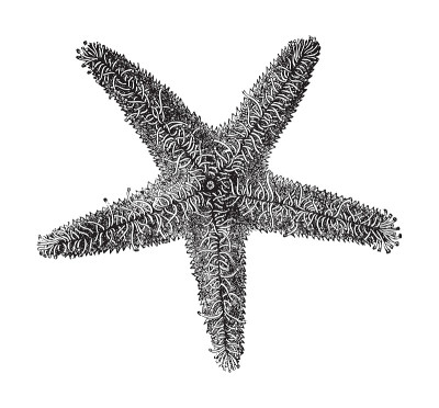 多刺海星(刺海星)-老式雕刻插图