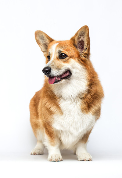 威尔士科基犬的狗