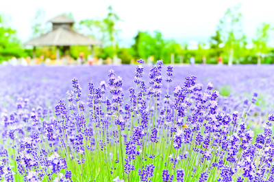 日本北海道的薰衣草农场。