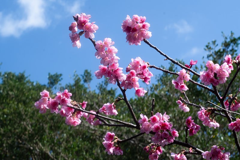 冲绳县早春，鲜红的樱花盛开