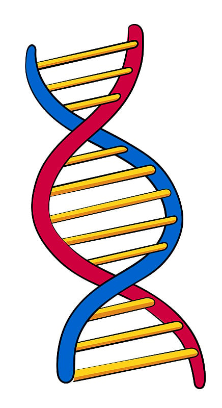 DNA螺旋矢量涂鸦。基因链
