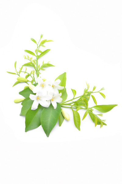 白花被摆放得很漂亮。