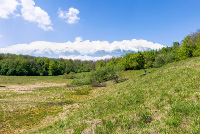田园诗般的春天景观组合