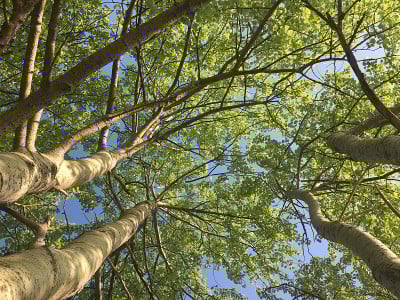 2018年5月，埃克塞特的灰杨树