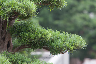 2008年5月31日在香港南莲花园种植