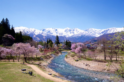 日本白马村大出公园的春景。