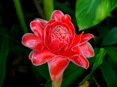 红花