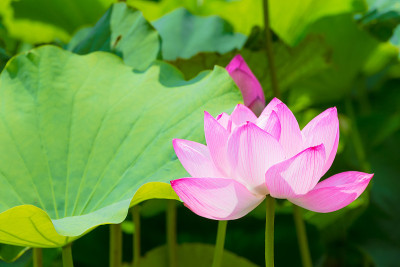 莲花