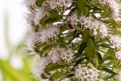栖息在绿松花上的蜜蜂