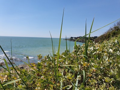 海