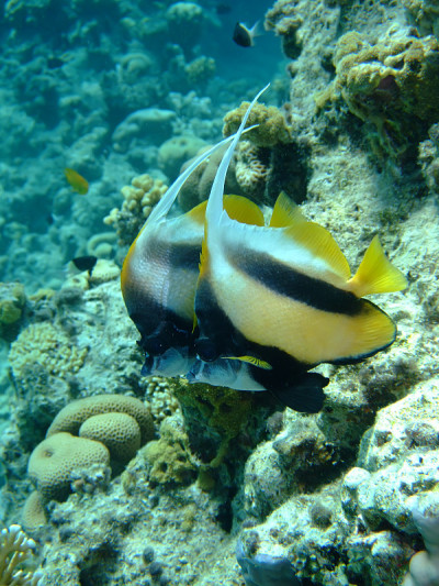 红海旗鱼