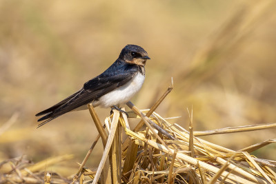 在自然背景上的谷仓燕子(Hirundo rustica)的图像。鸟。的动物。