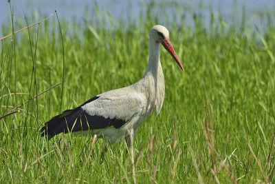 鹳(ciconia ciconia)
