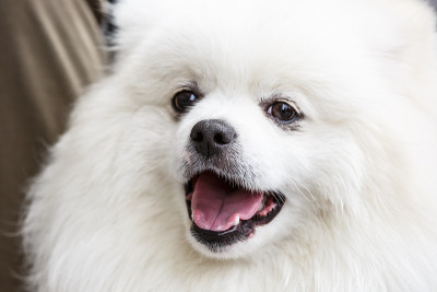 可爱的白色博美犬