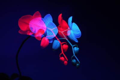 兰花在双重曝光的蓝色和红色