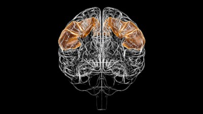 医学概念3D的大脑中央后回解剖