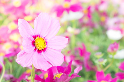 公园里的花宇宙五彩缤纷，花儿随阳光缤纷