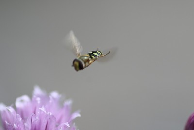 香葱花上蜜蜂