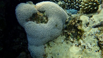 管风琴管珊瑚(Tubipora音乐)海底，红海，埃及