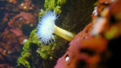 彩色珊瑚珊瑚虫在浅水珊瑚礁近距离