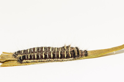 普通钝蝶的黑色毛虫(Discophota sondaica Boisduval)