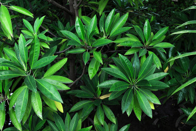 热带植物“Sefrera”展开繁茂的叶子