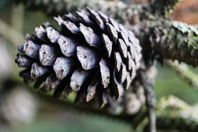 ForestPine抗旱性