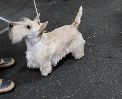 的犬