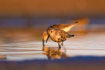 水鸟和五彩缤纷的大自然背景。常见的水鸟:鹬。Calidris ferruginea。