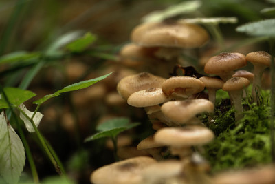 蜂蜜木耳。森林蘑菇。