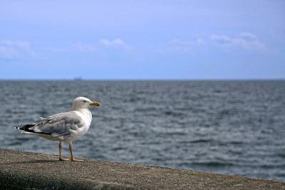 海边的燕鸥