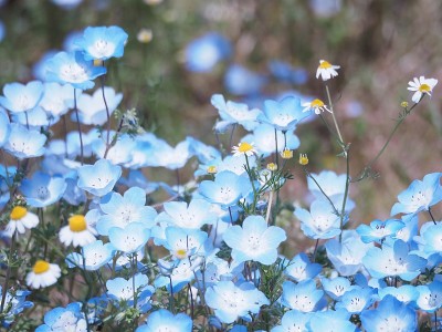 尼莫菲拉