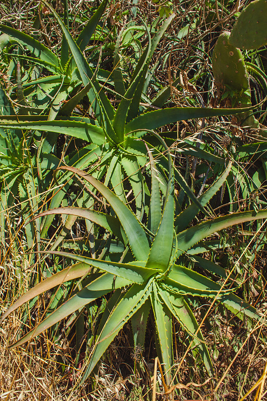 野生芦荟