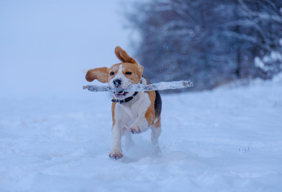 小猎犬在雪地里跑来跑去，玩着一根棍子