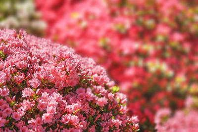 近距离看粉红色的杜鹃花