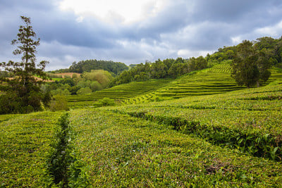 亚速尔群岛圣米格尔岛上独特的茶园
