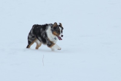 澳大利亚牧羊犬在雪地里奔跑