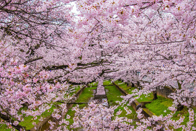“Sakura”樱花在河边盛开