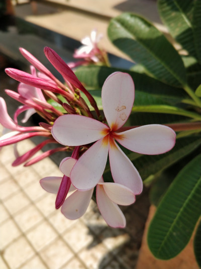 花园里鲜花盛开